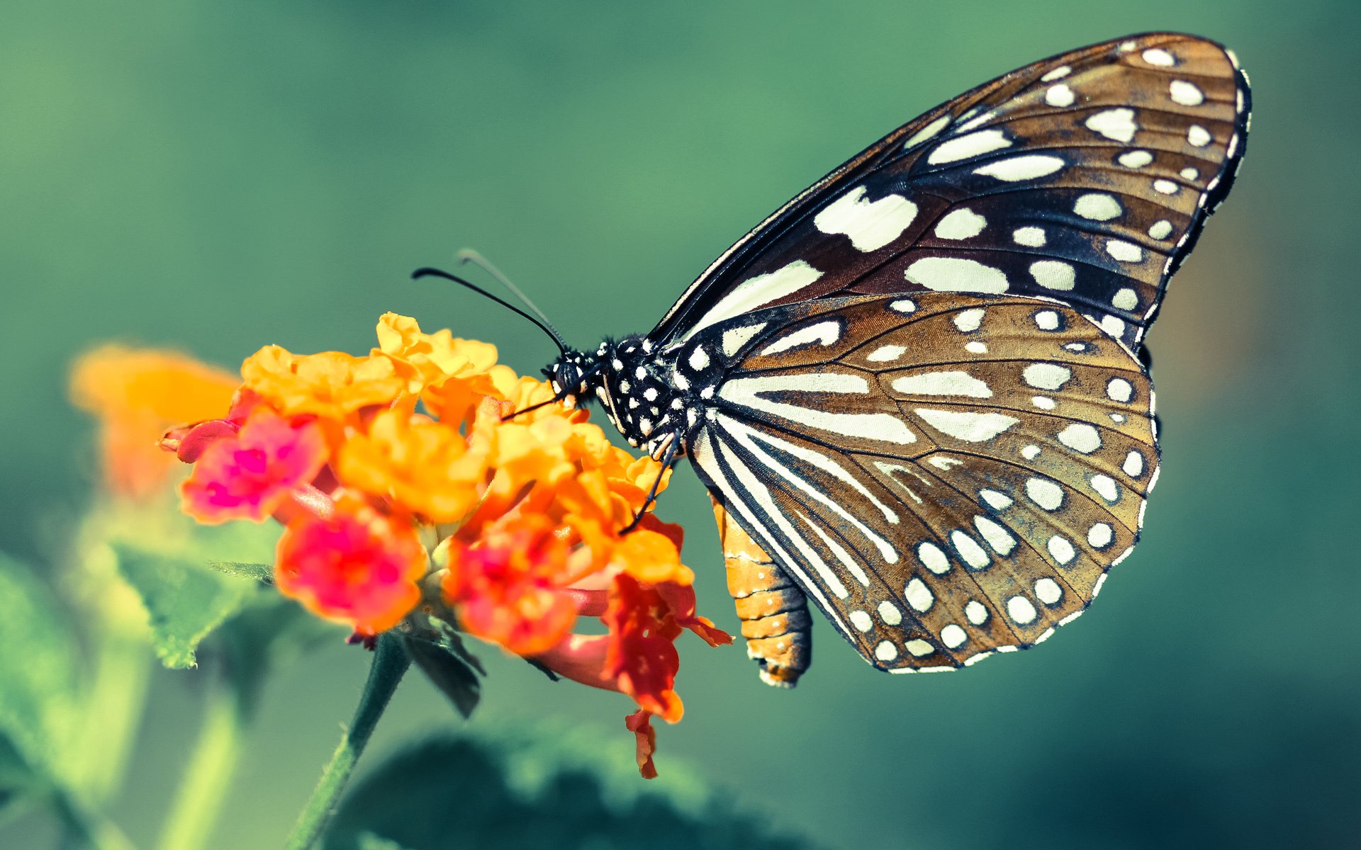 开云体育在线-门神纪元，伊拉克收割阿森纳，门迪于德甲争冠战接管比赛